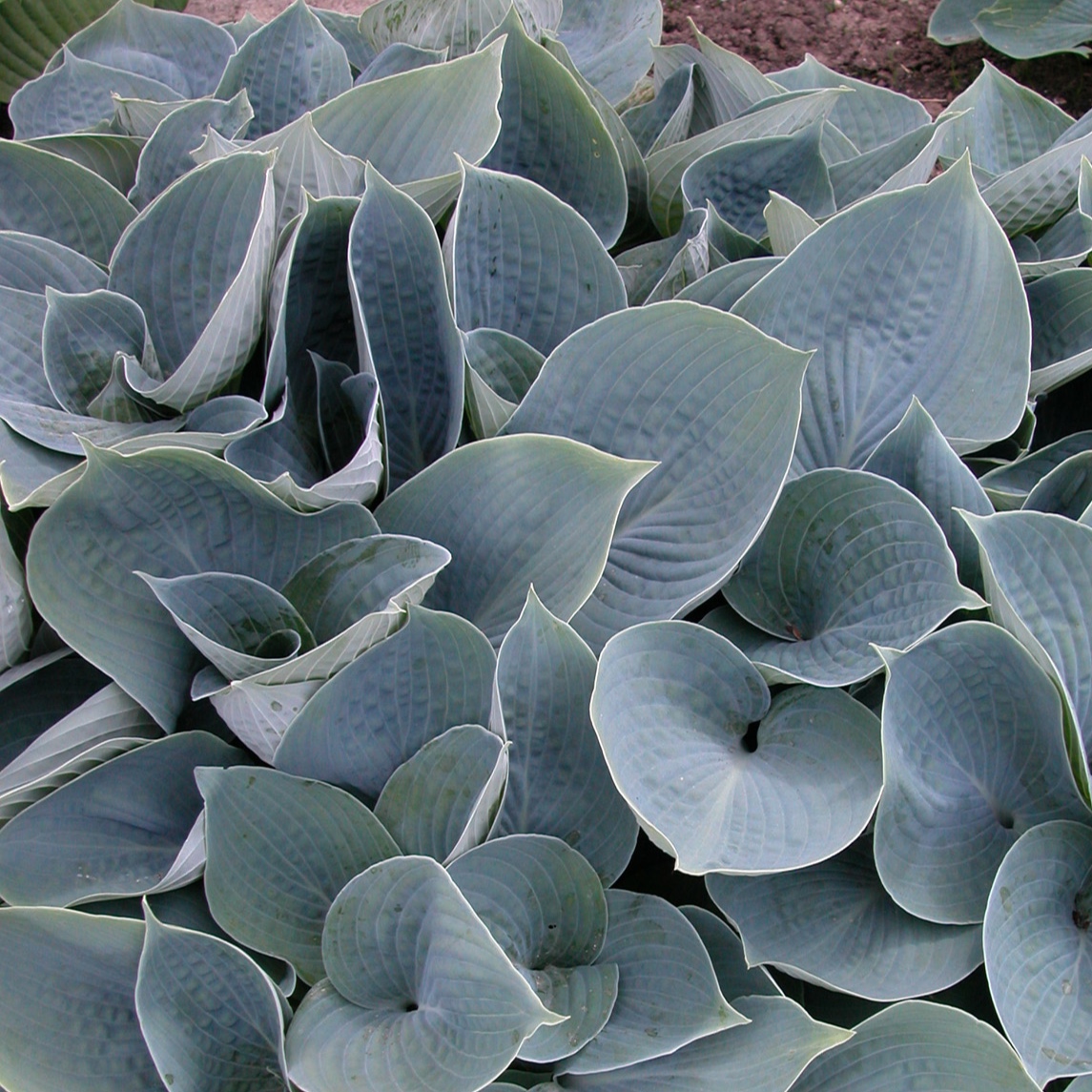 Hosta_Hadspen_Blue_Foliage_10858.jpg