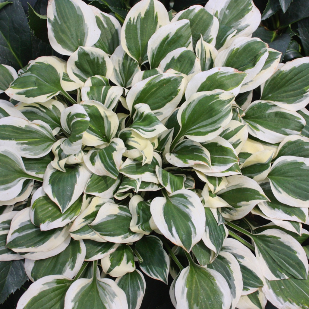 Hosta_Diamonds_Are_Forever_Garden_10841.jpg