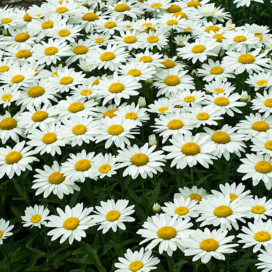Leucanthemum_Snowcap_Bloom_10970.jpg