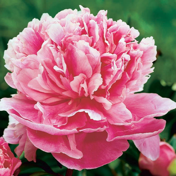 Peony_Alexander_Fleming_Bloom_11032.jpg