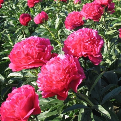 peony+kansas.jpg