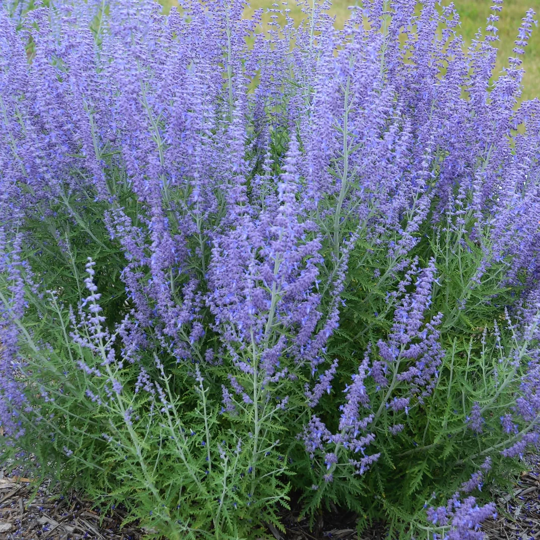 Perovskia_Blue_Jean_Baby_Garden_14992.jpg