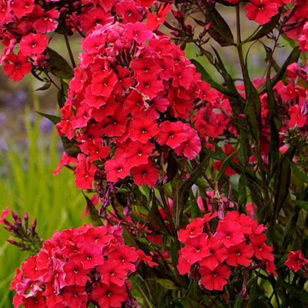 Phlox_pan_Red riding hood.jpeg