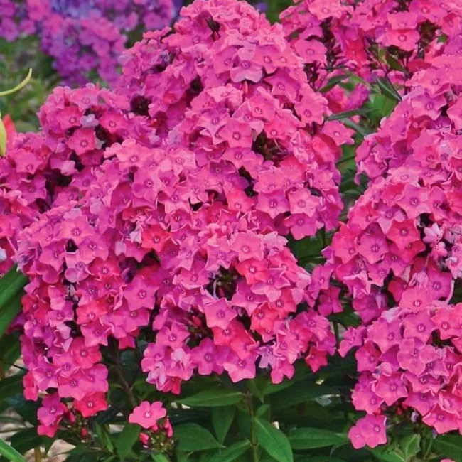 PHGG_0_phlox_glamour_girl_wg.1491332263.jpg