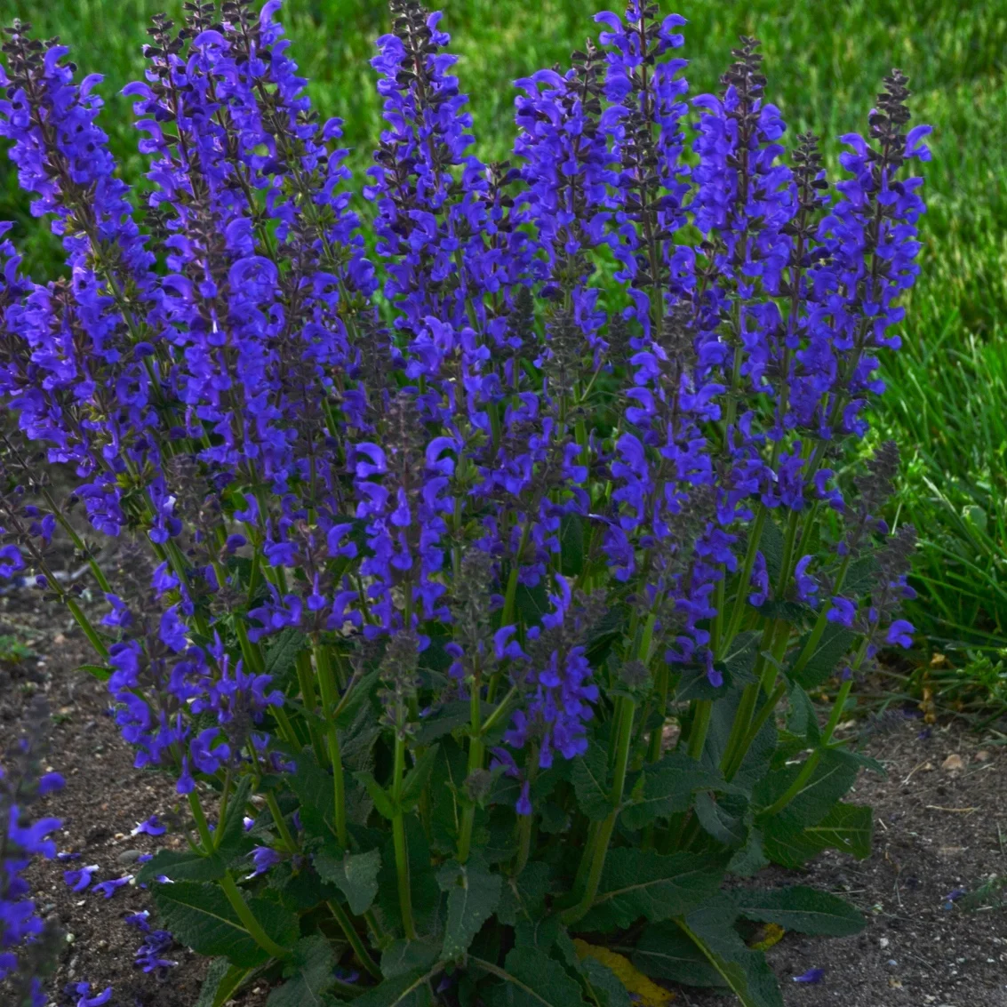 Salvia_Fashionista_Midnight_Model_Bloom_16715.jpg