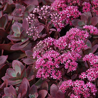 sedum_firecracker.jpg