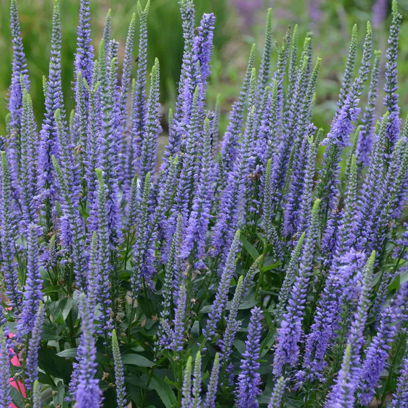 Veronica_Blue_Skywalker_Bloom_11197.jpg