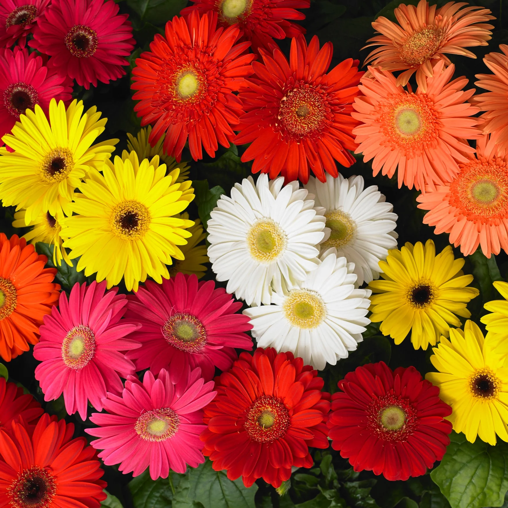 Gerbera_Mega_Revolution_Classic_Mixture_Bloom_12826.jpg