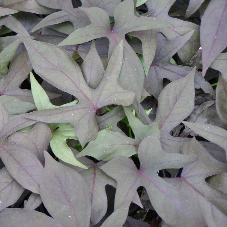 Ipomoea_Blackie.jpg