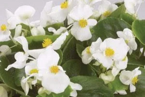 encore+white.jpg