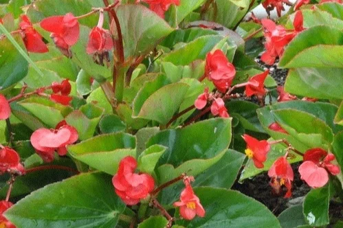 Begonia_Whopoper_Red_Green_leaf.jpg