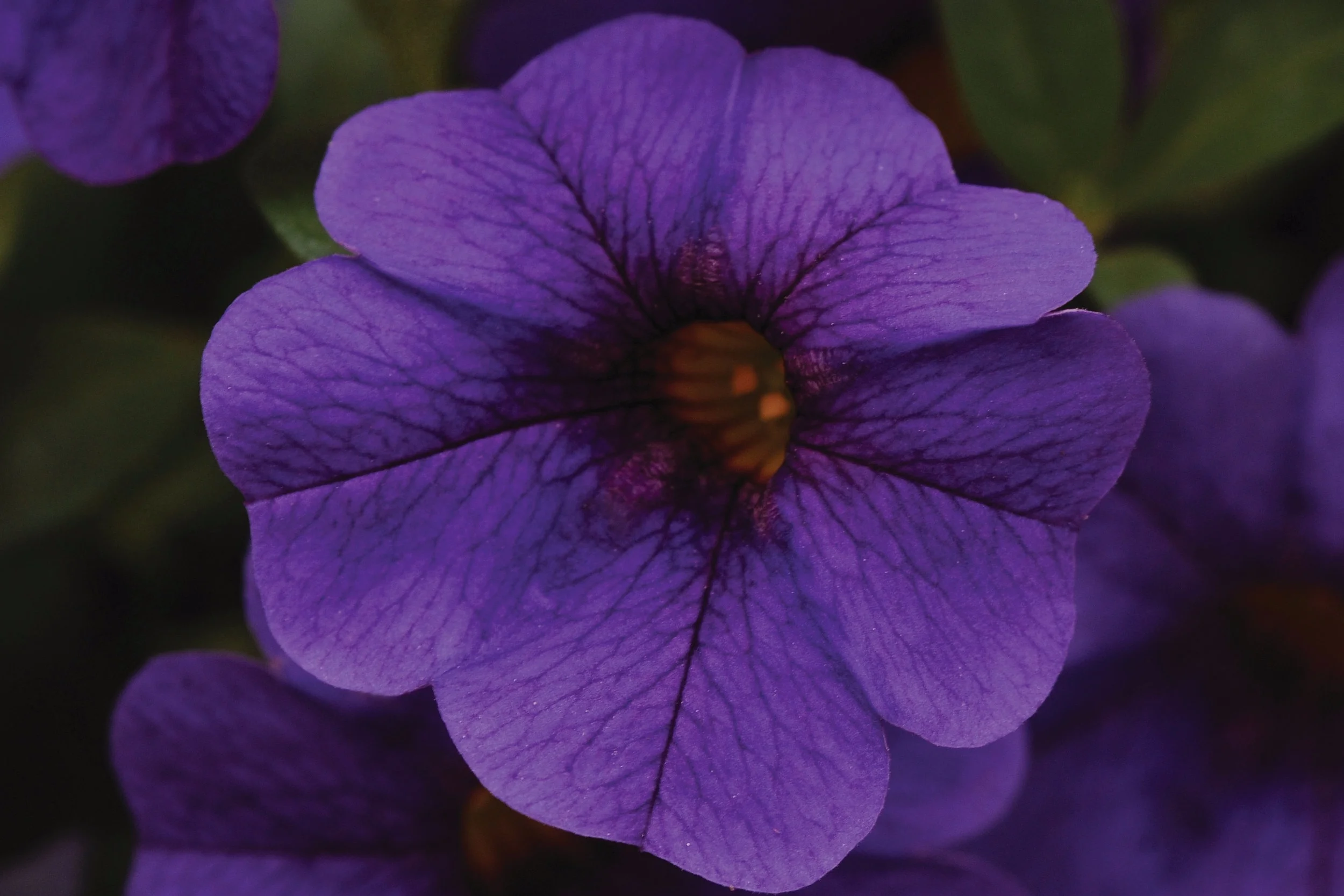 Calibrachoa_Cabaret_Deep_Blue_Bloom_2569.jpg
