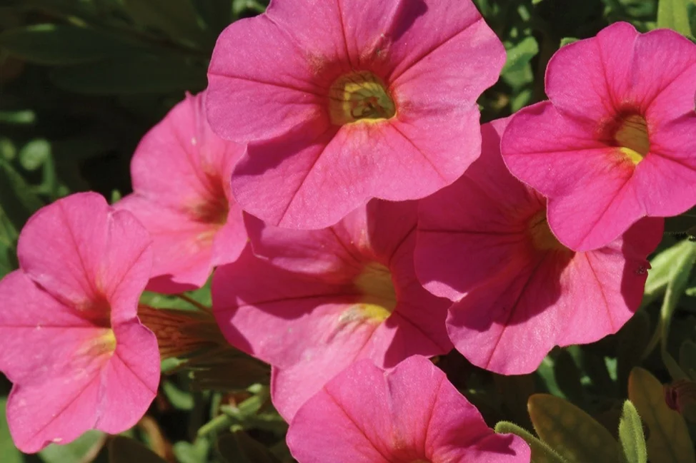 Calibrachoa_Cabaret_Hot_Pink_Bloom_2549.jpg