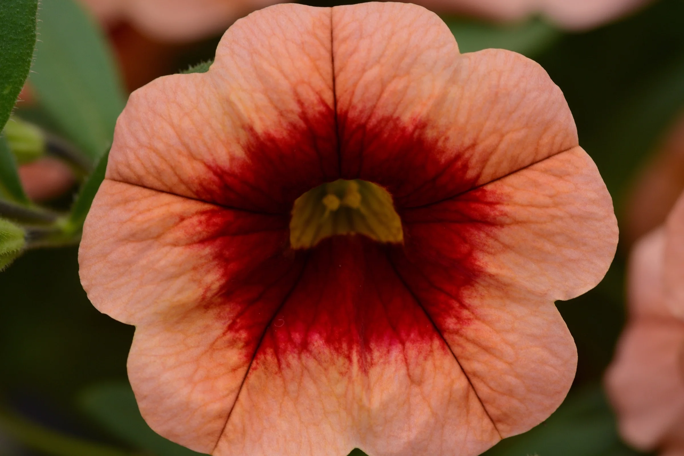 Calibrachoa_Cabaret_Coral_Kiss_Bloom_18897.jpg
