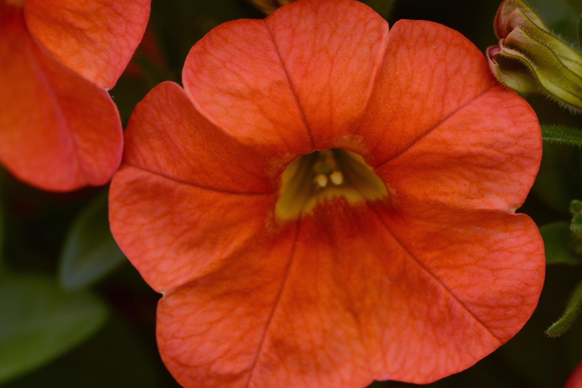 Calibrachoa_Cabaret_Orange_Bloom_12044.jpg