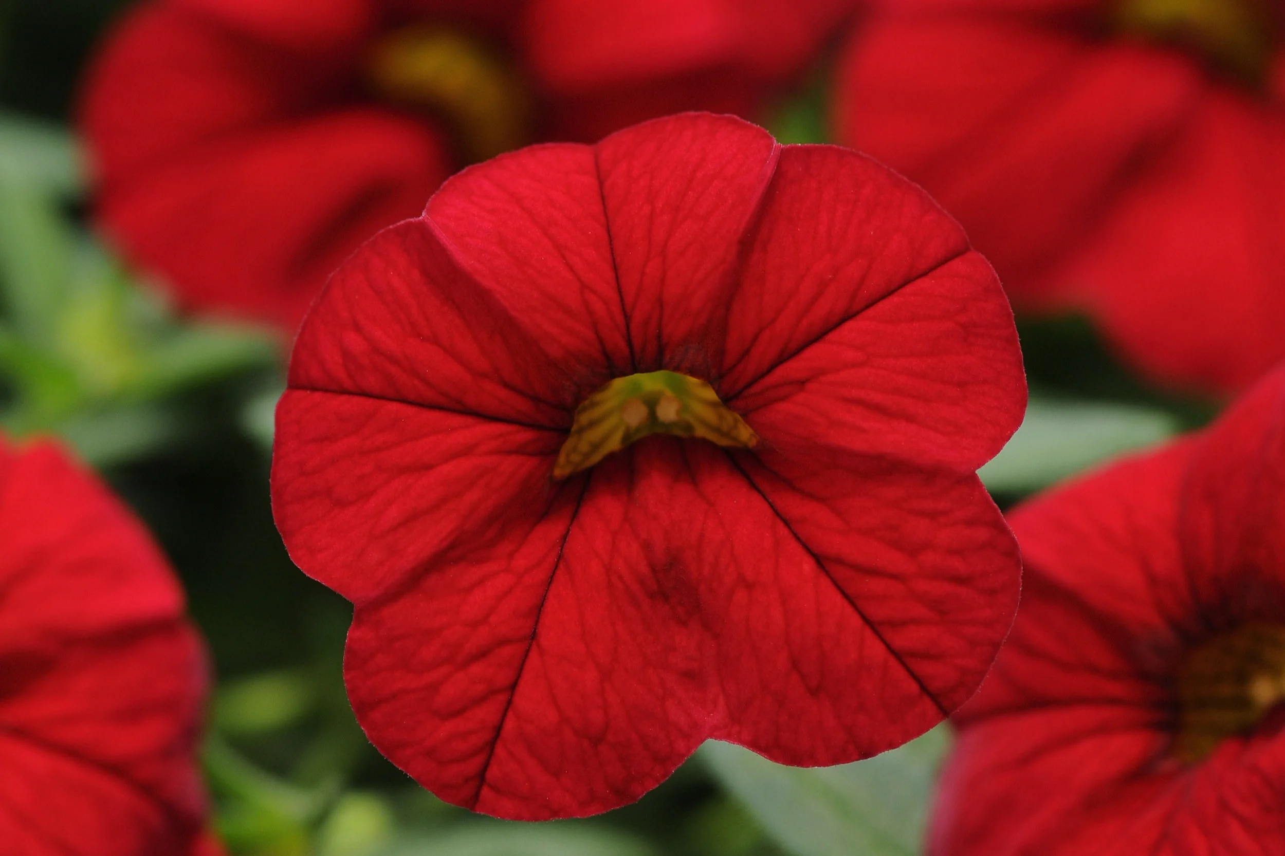 Calibrachoa_Cabaret_Bright_Red_Bloom_2616.jpg