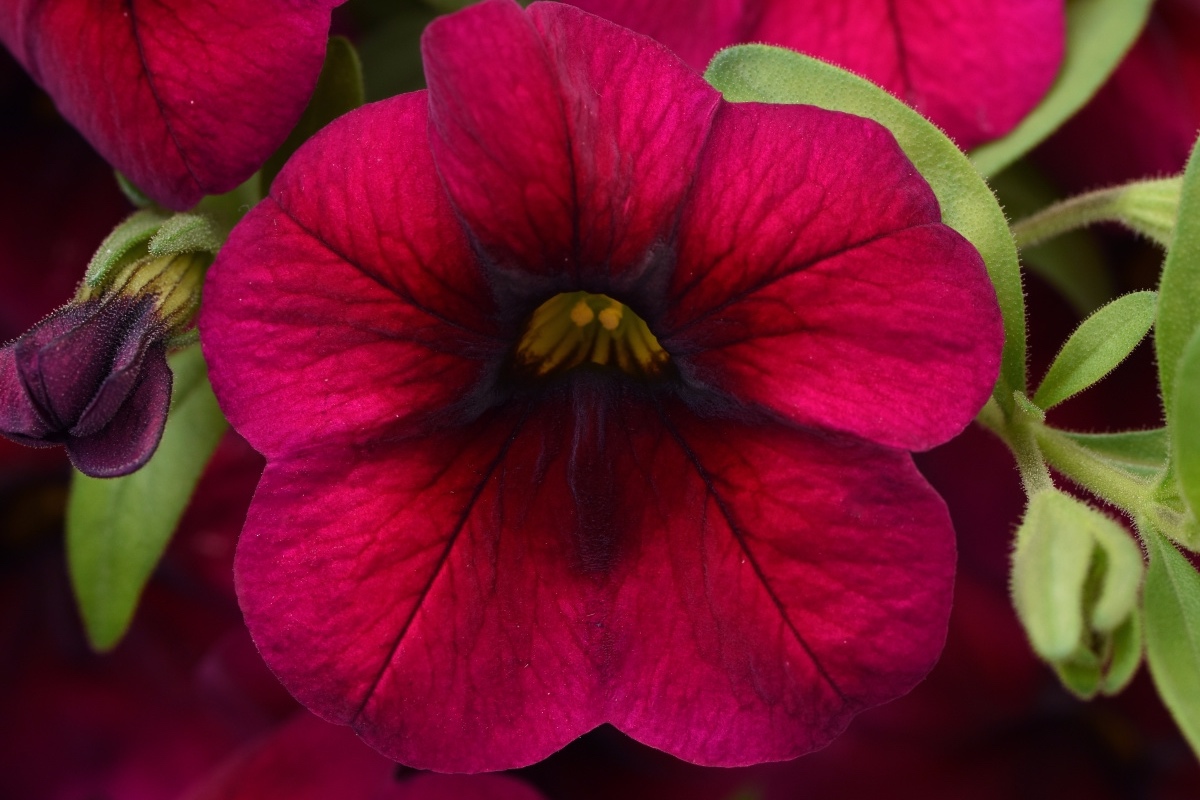 Calibrachoa_Cabaret_Rose_Improved_Bloom_24632.jpg