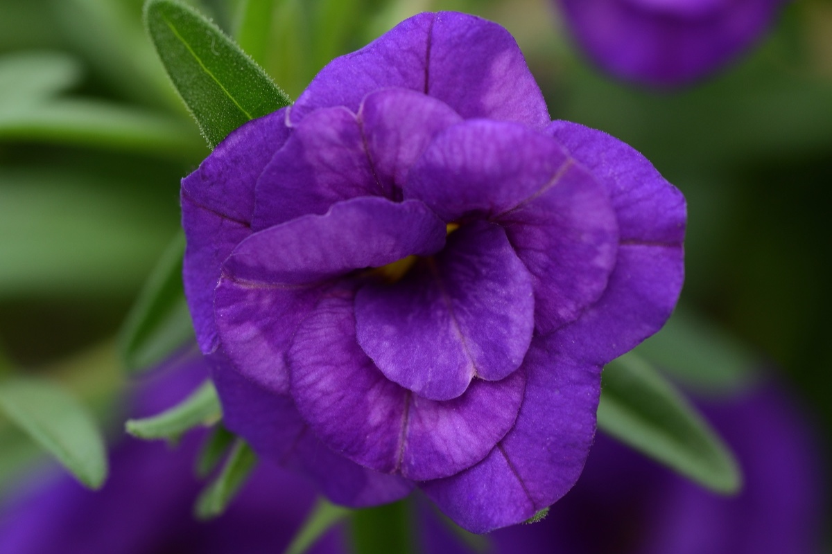 Calibrachoa_MiniFamous_Neo_Double_Blue_Bloom_23991.jpg
