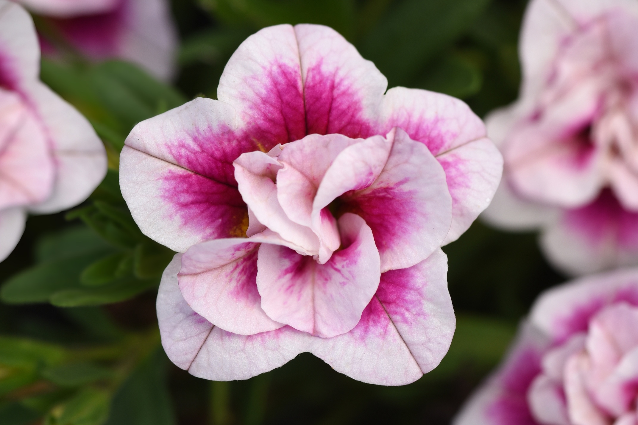 Calibrachoa_MiniFamous_Uno_Double_Pinktastic_Bloom_23749.jpg