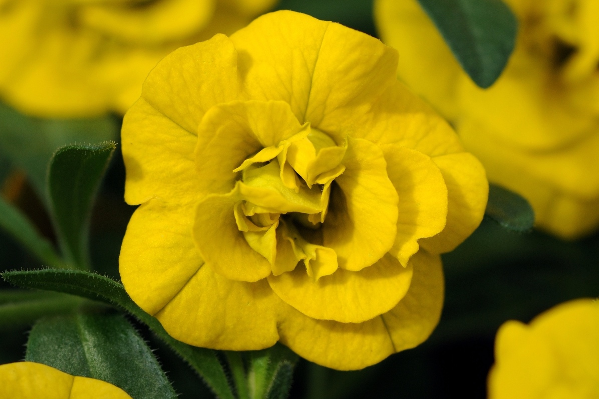 Calibrachoa_MiniFamous_Double_Deep_Yellow_Bloom_2609.jpg