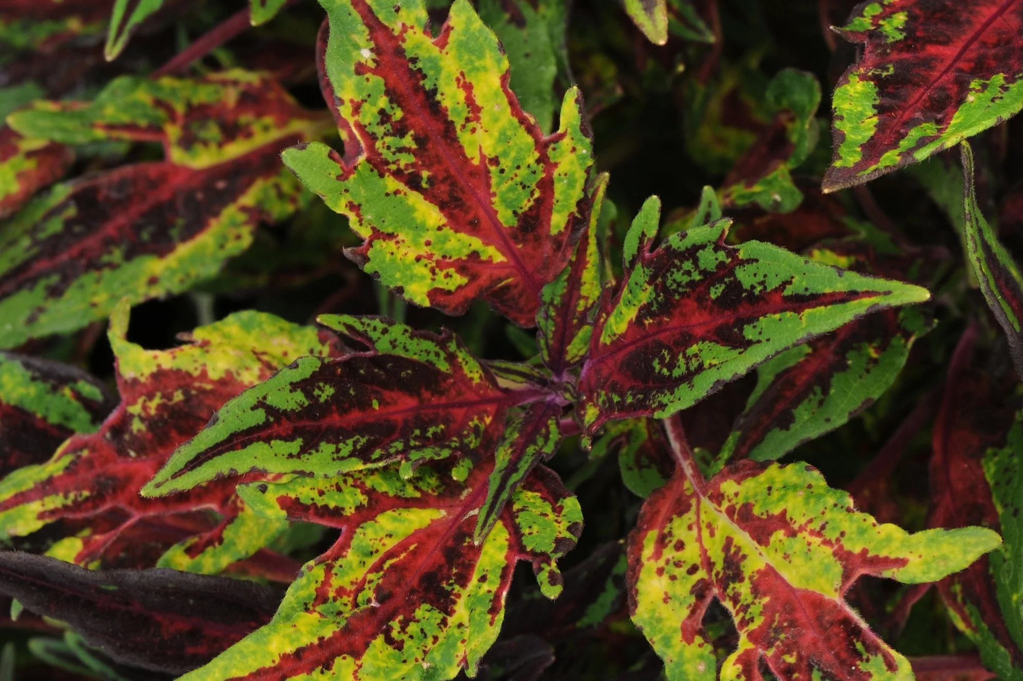 Coleus_FlameThrower_Chili_Pepper_Bloom_12430.jpg