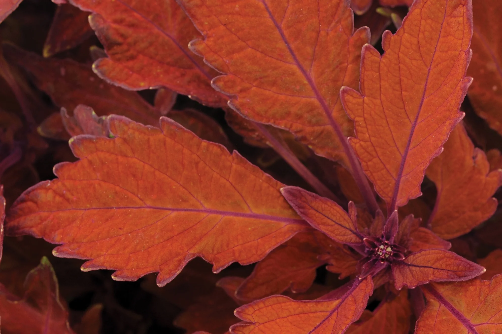 Coleus_FlameThrower_Habanero_Bloom_9576.jpg