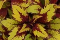 FlameThrower-Spiced-Curry-Sun-Coleus.jpg