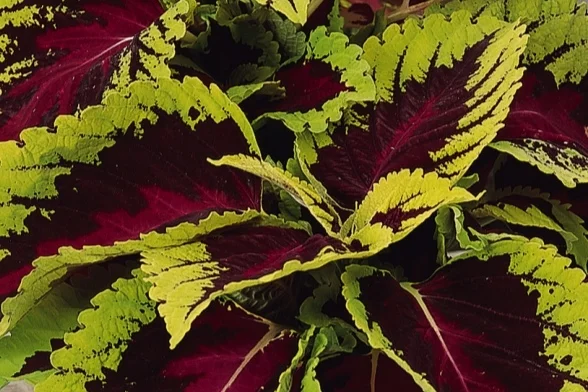 Coleus_Kong_Rose_Container_1174.jpg