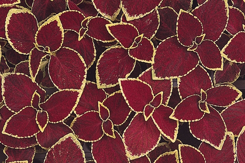 Coleus_Wizard_Scarlet_Bloom_3108.jpg
