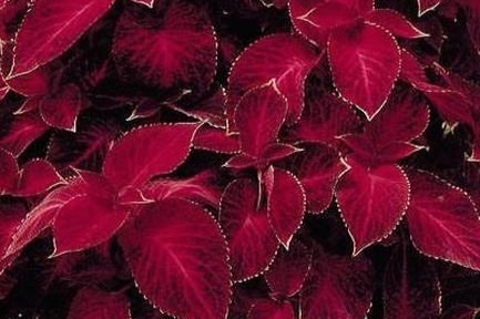 Coleus_Wizard_VelevetRed.jpg