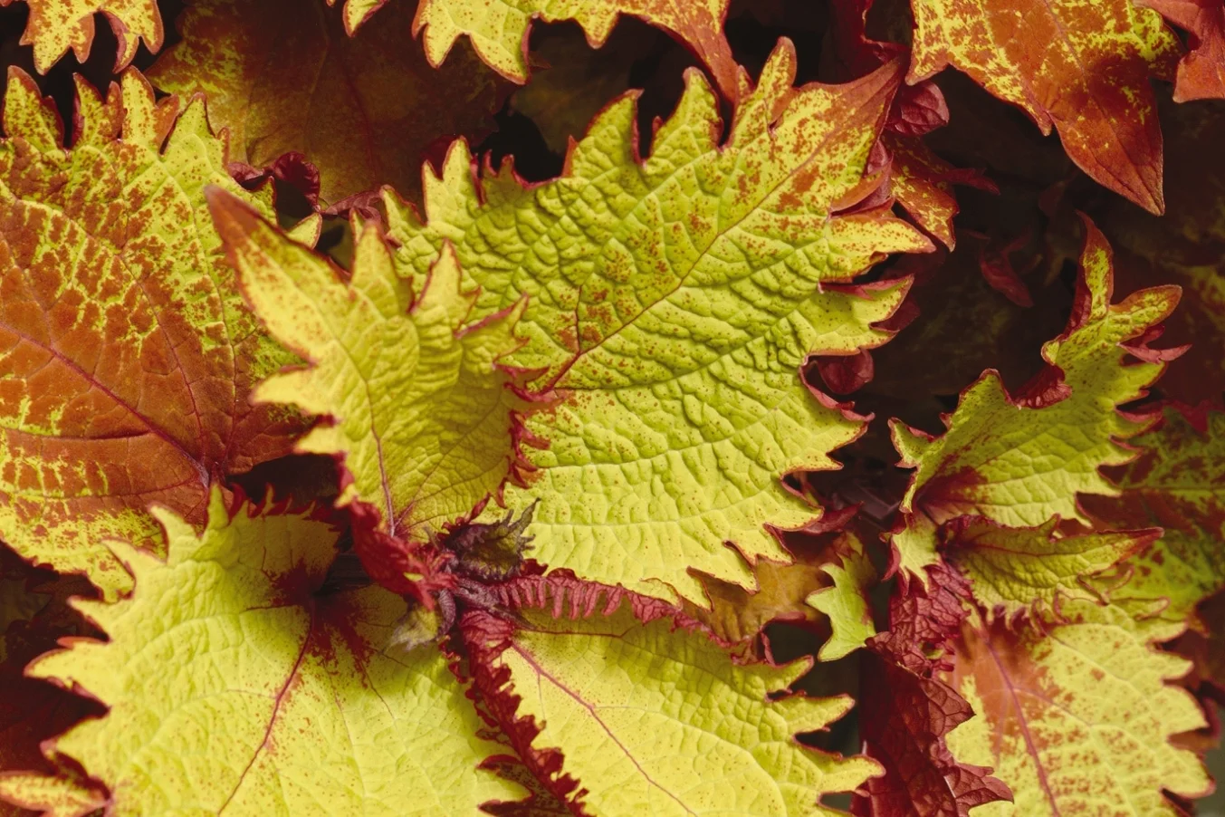 Coleus_Henna_Bloom_3053.jpg