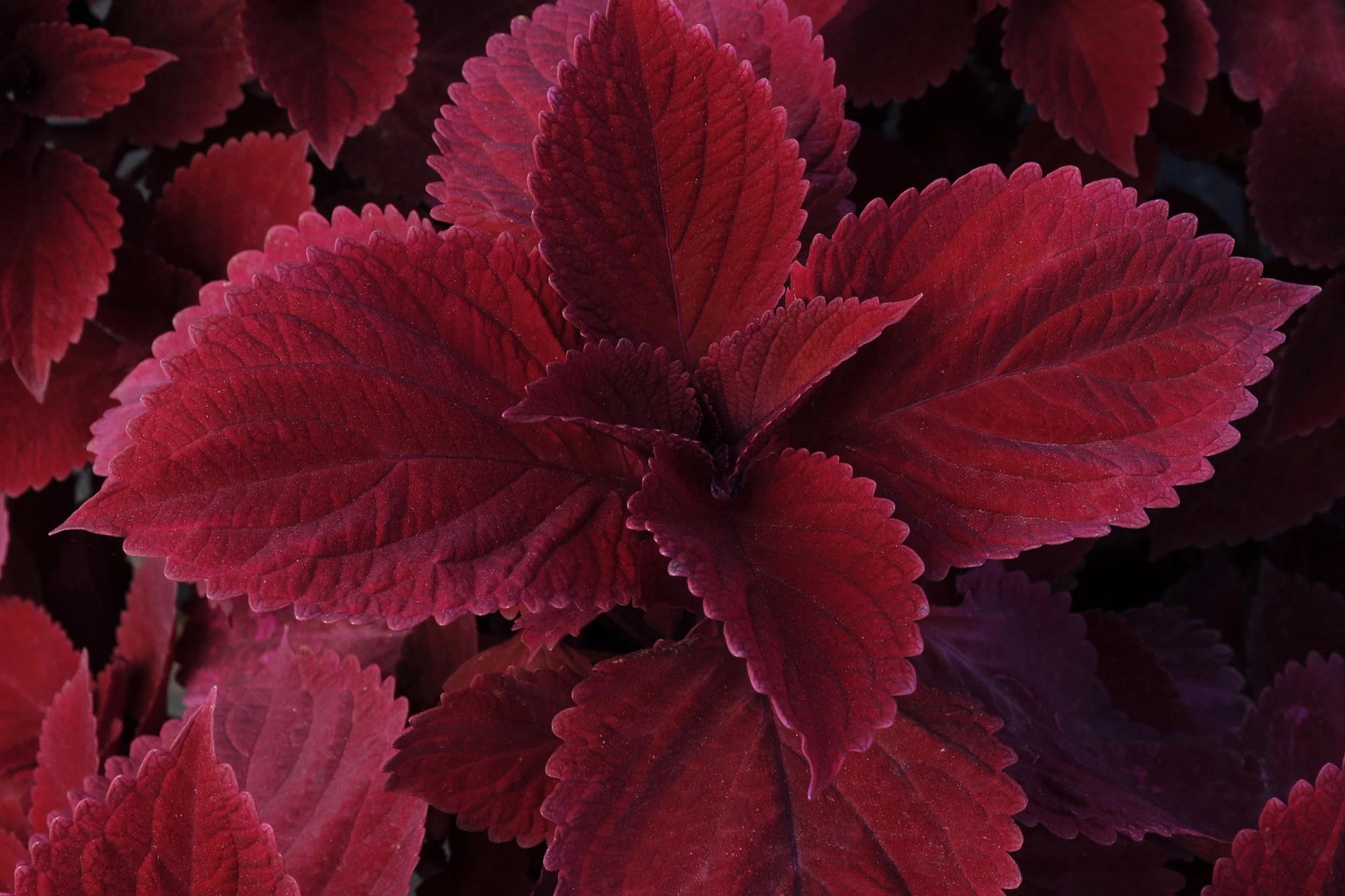 Coleus_Redhead_Bloom_3091.jpg