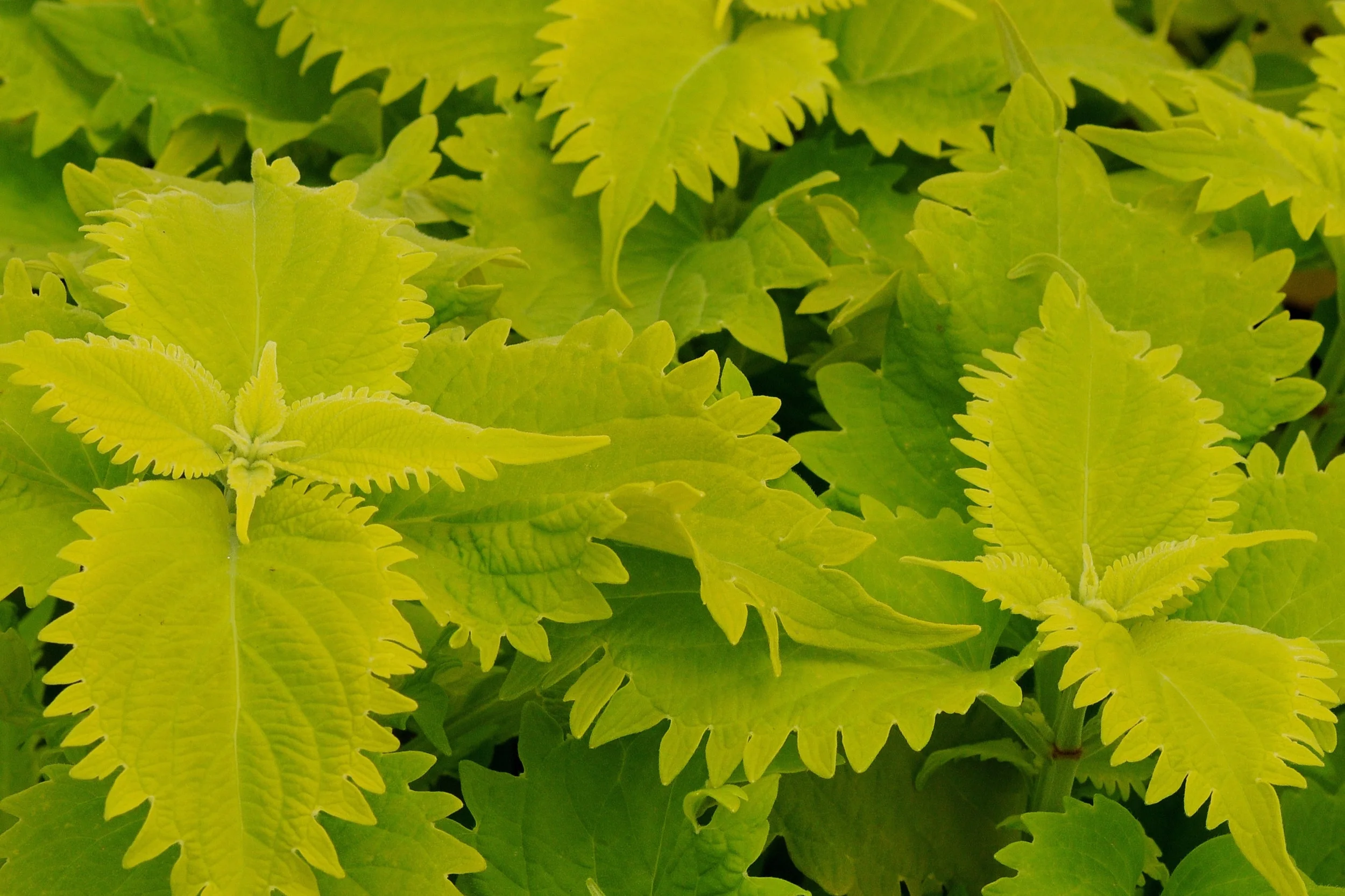 Coleus_Wasabi_Bloom_9340.jpg