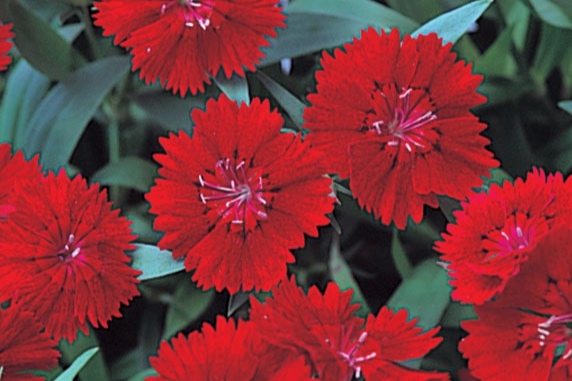 telstar crimson.jpg