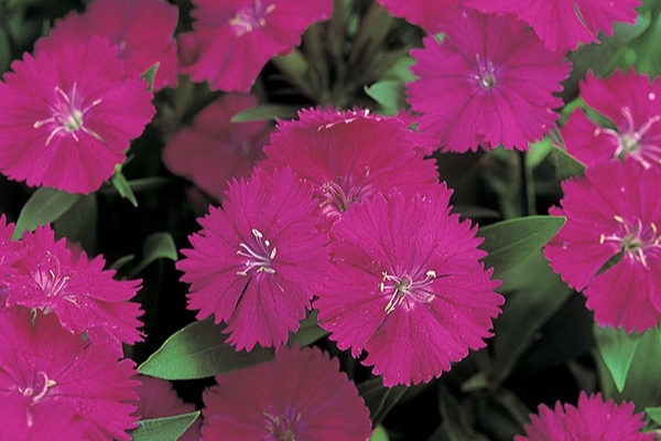 Dianthus-F1-Telstar-Purple.jpg