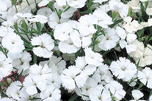 Dianthus-F1-Telstar-White.jpg