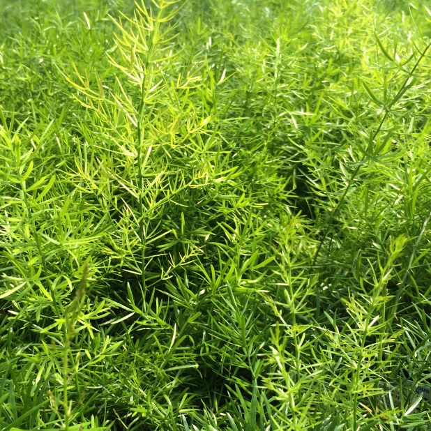 Asparagusfern.jpg