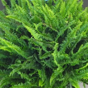 kimberly fern.jpg