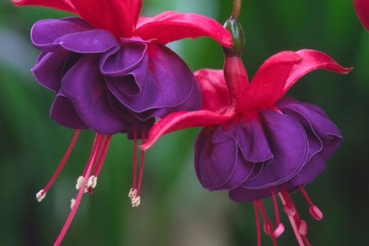 Fuchsia+Dark+Eyes+059820C100+Optimized.jpg