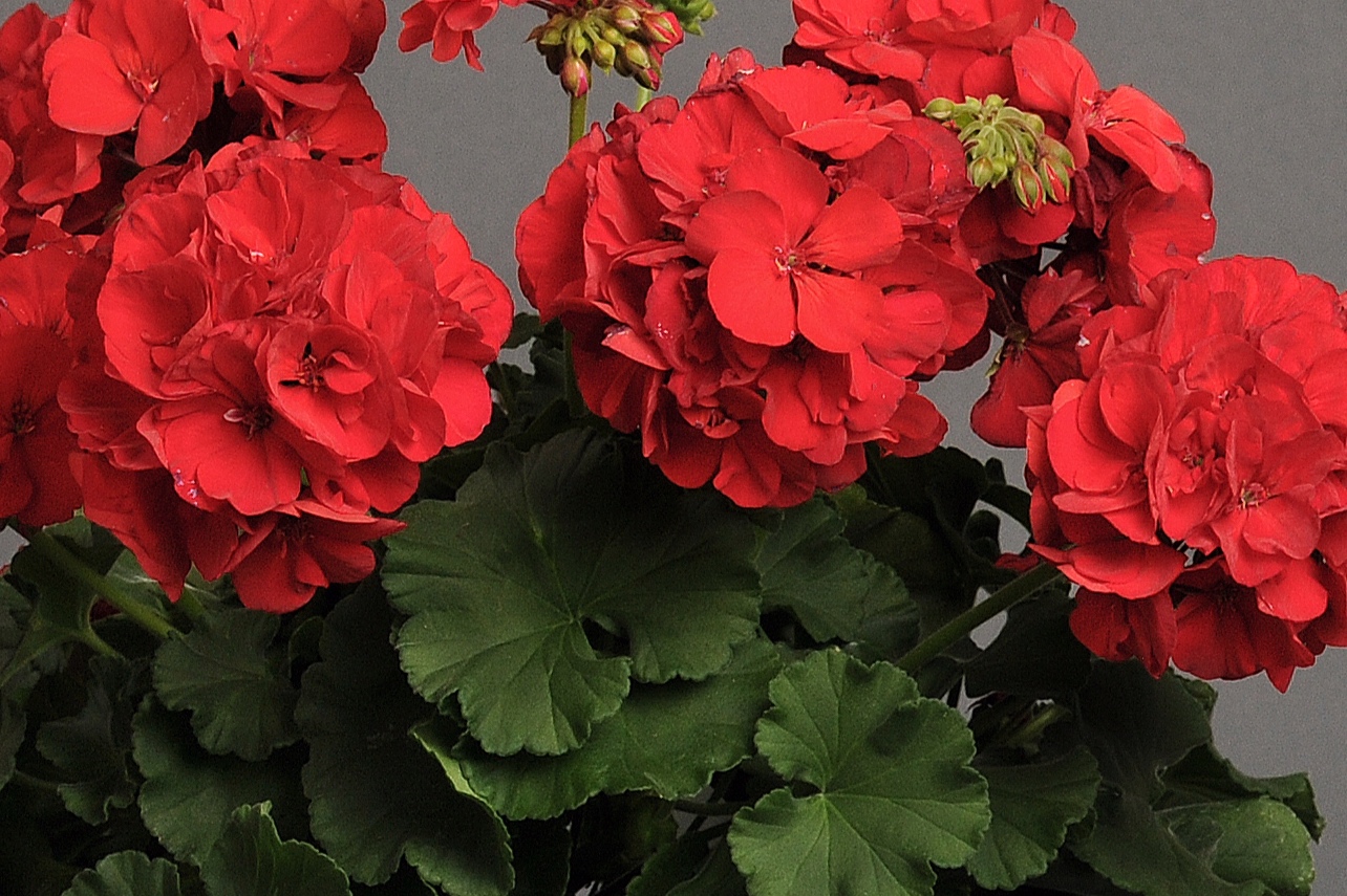 Zonal_Geranium_Dynamo_Dark_Red_Container_3916.jpg