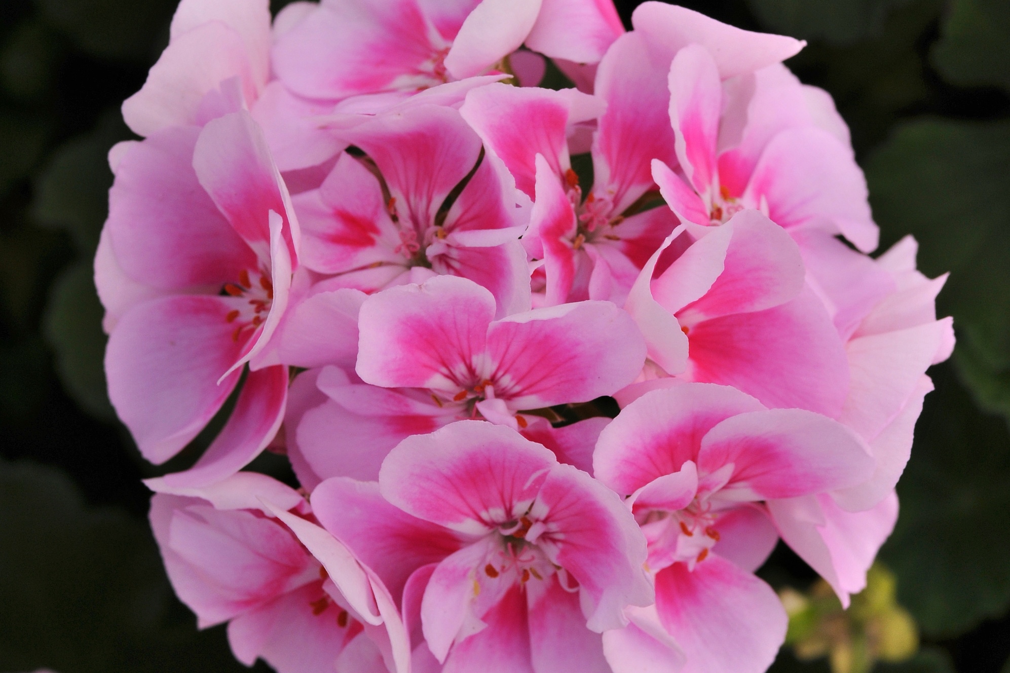 Zonal_Geranium_Dynamo_Raspberry_Sizzle_Bloom_12825.jpg