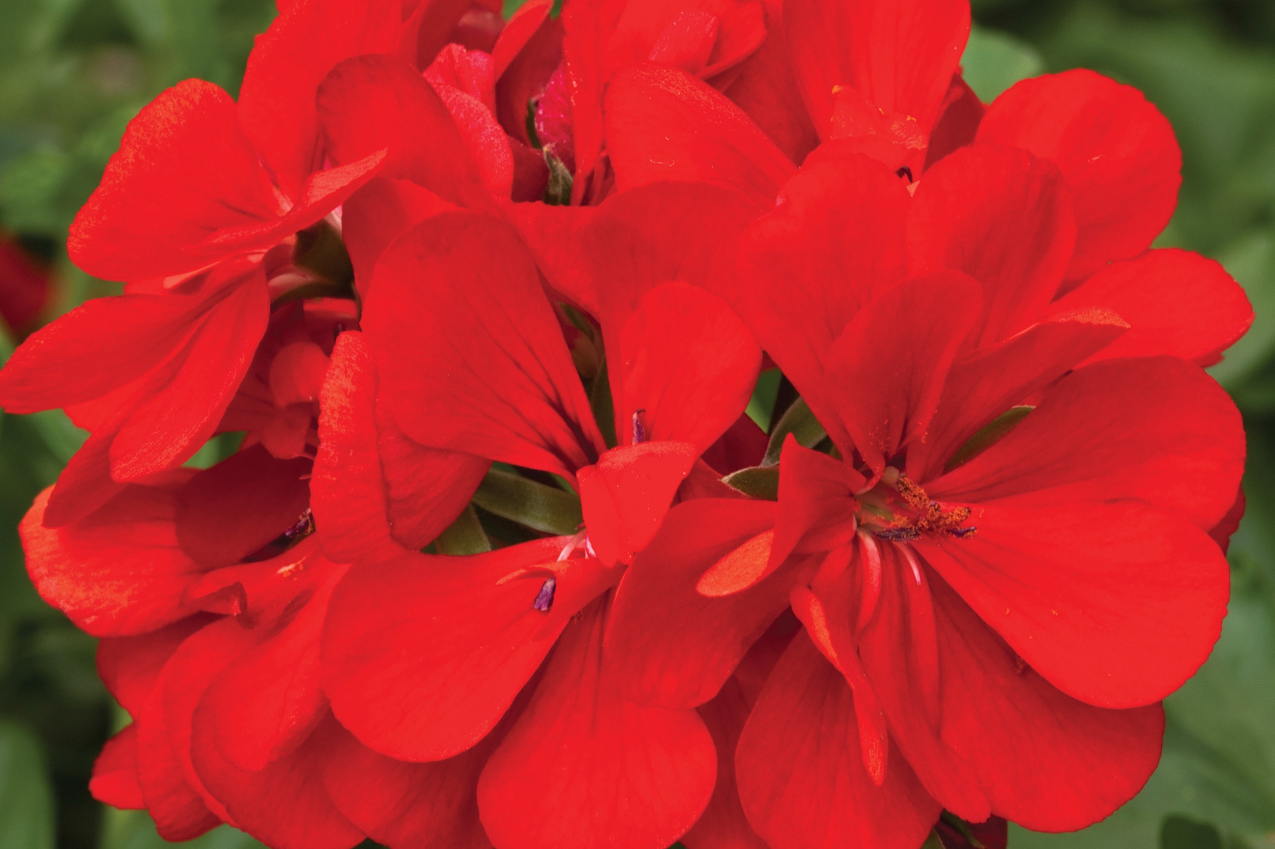 Ivy_Geranium_Contessa_Red_Bloom_13666.jpg