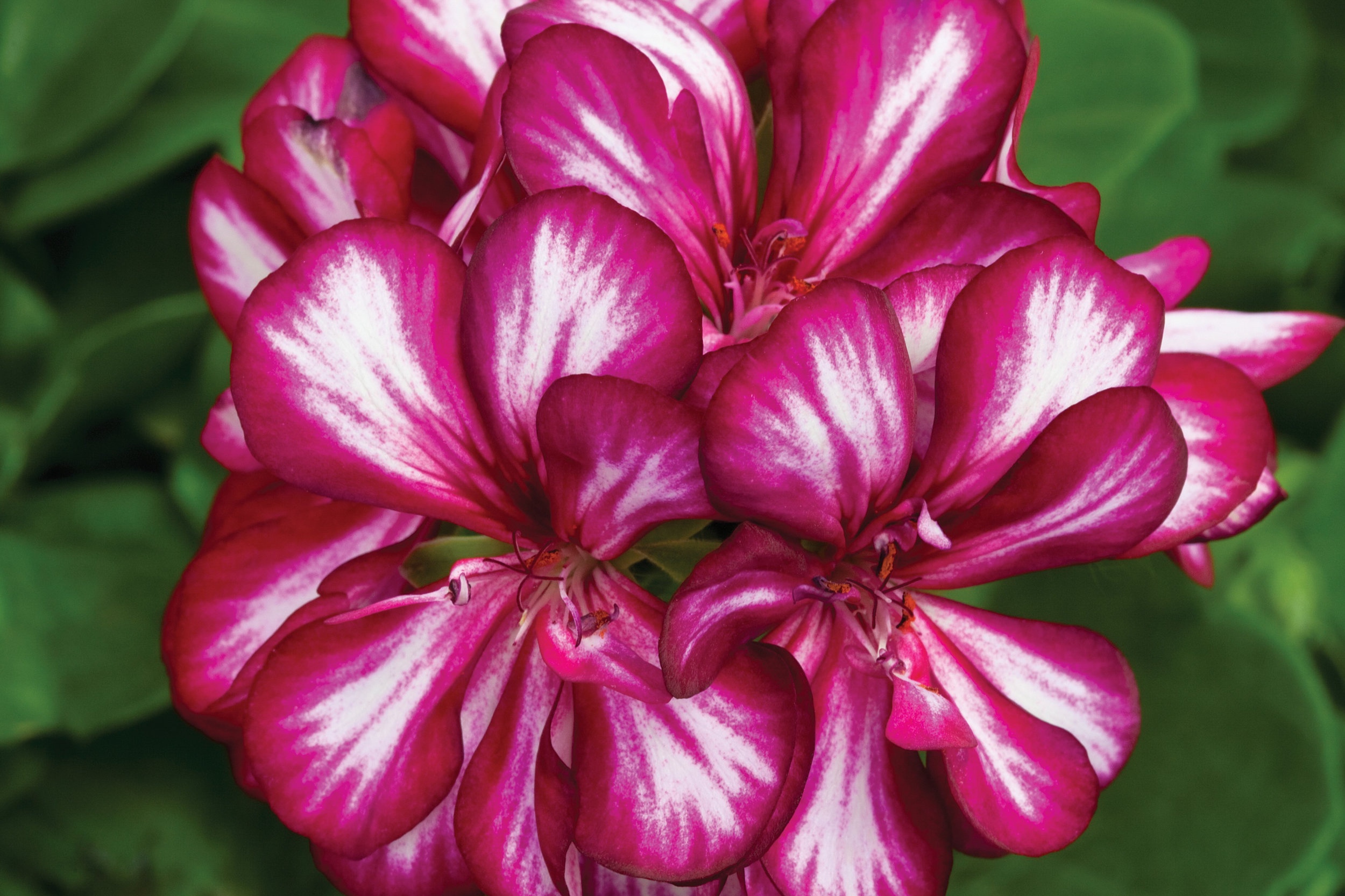 Ivy_Geranium_Contessa_Burgundy_Bloom_13658.jpg