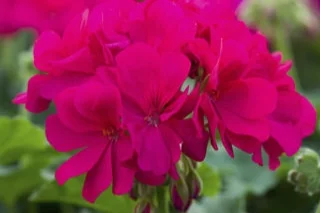 Geranium_Calliope_Medium_Violet_Bloom_13632.jpg