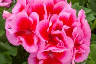 Geranium_Calliope_Large_RoseMega_Splash.jpg