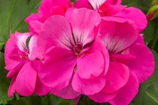 Geranium_Calliope_Hot_Pink_Bloom_13632.jpg