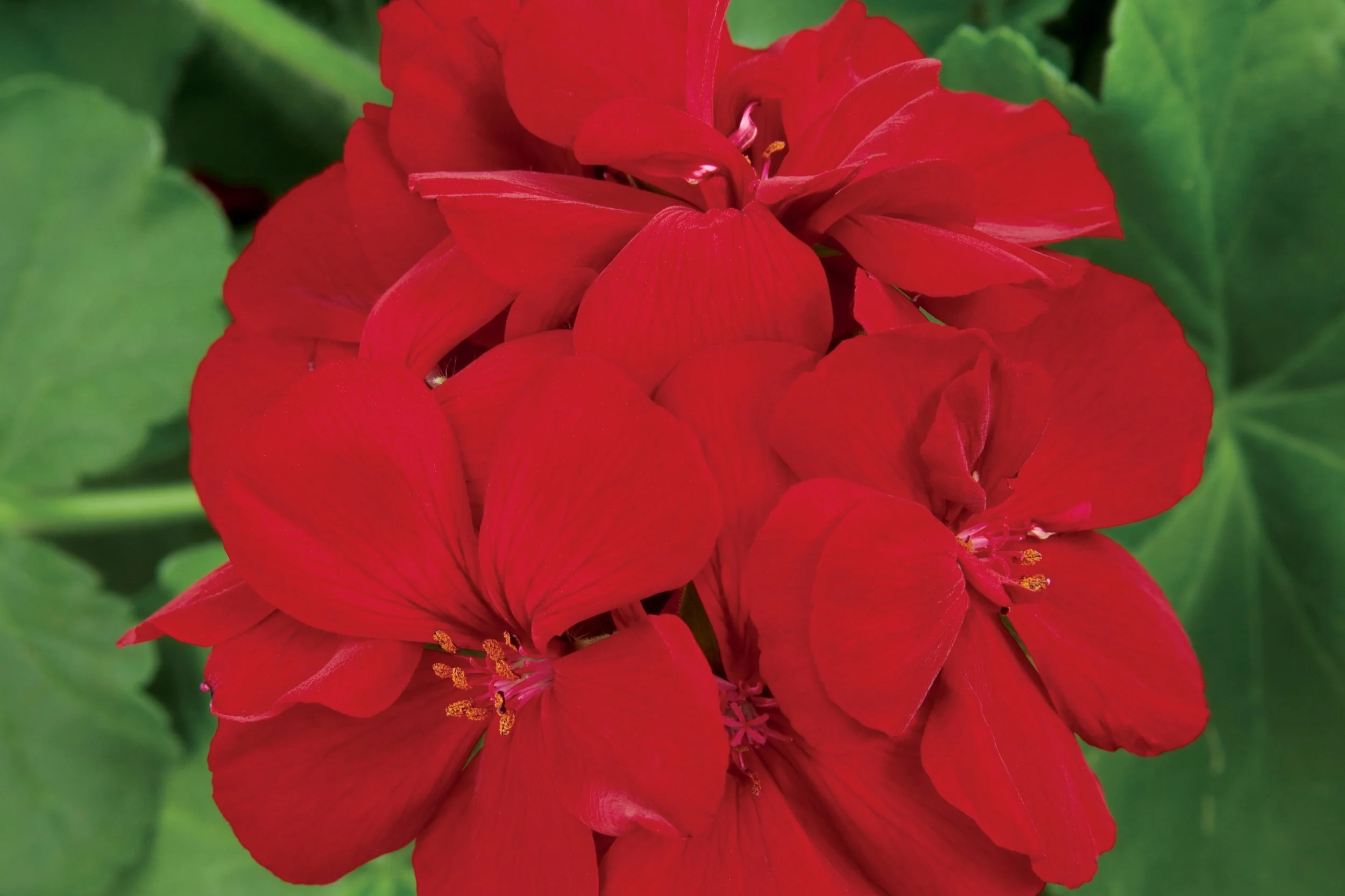 Geranium_Calliope_Large_Burgundy_Bloom_13632.jpg