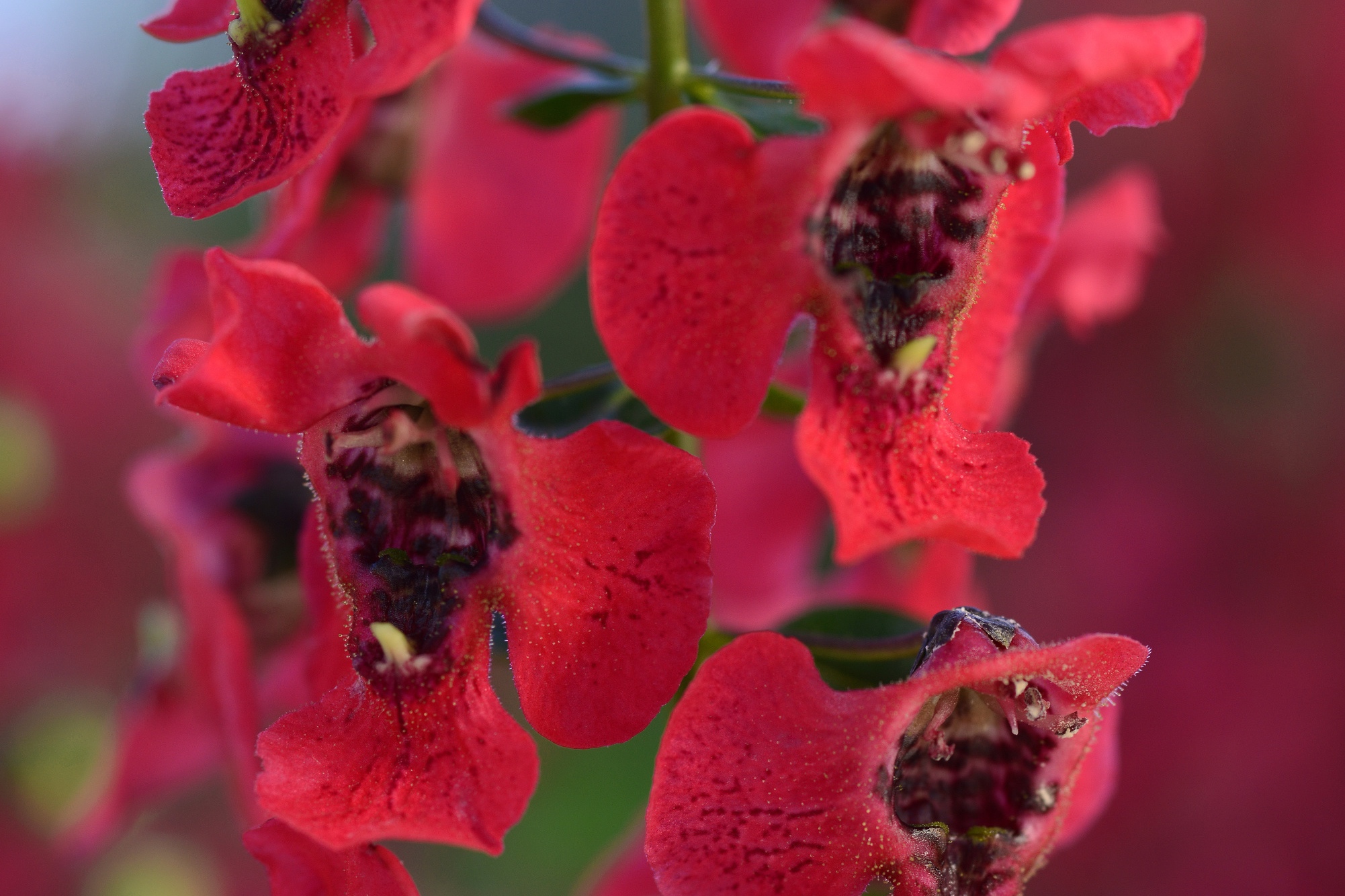 Angelonia_Archangel_Cherry_Red_Bloom_12574.jpg