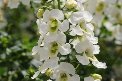 Angelonia_Archangel.jpg