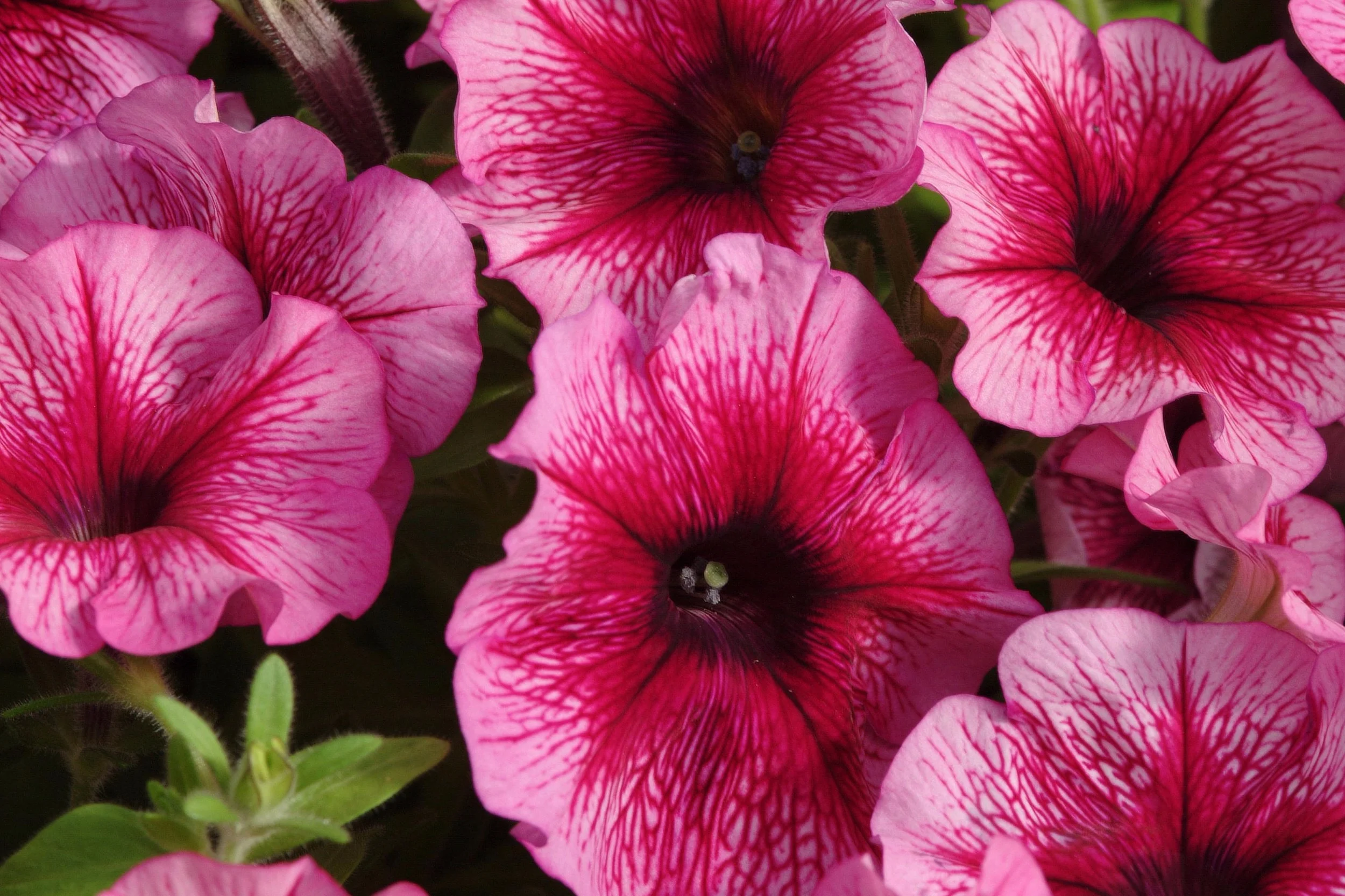 Petunia_Carpet_Plum_Bloom_7243.jpg